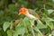 Red-headed weaver