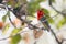 Red-headed weaver in Kruger National park