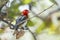 Red-headed weaver in Kruger National park