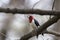 Red Headed Woodpecker