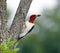 Red-headed Woodpecker