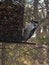 Red headed woodpecker on bird feeder