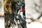 Red Headed Woodpecker Clinging to Tree in Snow