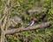 A red-headed woodpecker perched on a fallen tree.