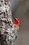 red headed woodpecker perched on the side of a tree