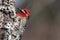 red headed woodpecker perched on the side of a tree