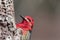 red headed woodpecker perched on the side of a tree