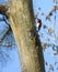 Red-headed Woodpecker - Searching For Food