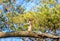 Red Headed Woodpecker searching for food on an Oak tree on a Spring day