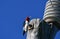 Red headed Woodpecker sits perched on side of hydro pole