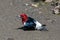 Red-headed woodpecker during spring migration.