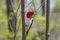 Red-headed woodpecker during spring migration.