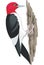 Red Headed Woodpecker on Tree Trunk Illustration