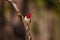 Red headed Woodpecker Weymouth Woods Preserve North Carolina