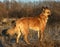 Red-headed yard dogs similar to Dingo wild dogs