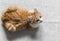 Red healthy kitten resting on a gray background, top view. Copy space