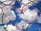 Red heart in barbwire on sky background