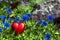 Red heart on blue bavarian gentians