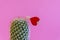 Red heart on a cactus on a pink background. relationship problem stuck with wrong person. The concept of unhappy love.