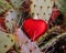 Red heart caught on the sharp thorns of a cactus