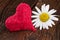 Red heart and chamomile flower