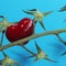 The red heart is entangled and stuck in the branches from cherry tomato, the concept of unhappy, unrequited and lonely love