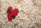 Red heart natural wooden background