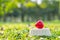 Red heart shape on green natural background in the garden outdoor. Love Valentineâ€™s Day healthy Insurance and Charity concepts