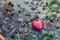 Red heart in water puddle on marshy grass, moss. Love, Valentine\'s Day.