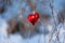 Red hearts on the background of branches. Symbol of the holiday Valentine`s Day