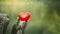 Red hearts resting on old wooden poles, blurred background and glittering light, the symbol of love, family love, background image
