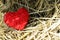 Red hearts on Straw backgrounds with copy space