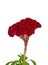 Red, the heat of the flame isolated on white. Celosia Spicata