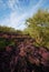 Red heather on the Derbyshire moors near Sheffield