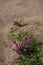 Red heather growing in a crevice in a large rock