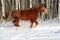 Red heavy horse runs gallop in winter