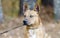 Red Heeler cattledog mixed breed dog