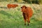 Red Heifer Bulls Grazing on a Pasture Farm Field