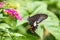 Red Helen butterfly Papilio helenus drinking on plant