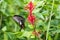 Red Helen butterfly Papilio helenus drinking on plant