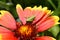 Red Helenium flower close-up with a grasshopper sitting on it