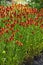 Red Helenium flowering is a perrenial garden