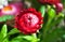 Red helichrysum flower