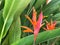 Red heliconia blossom in nature