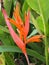 Red heliconia blossom in nature