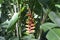 Red Heliconia in the bush