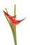 Red heliconia flower