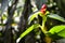 Red heliconia flower blossom in sunlight