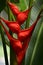 Red Heliconia flower detail