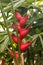 Red heliconia flowers